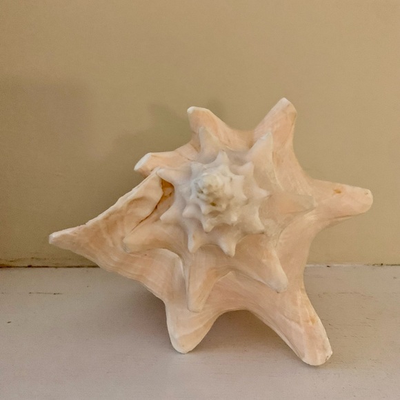 📌 Large Queen Conch Shell - Picture 4 of 5